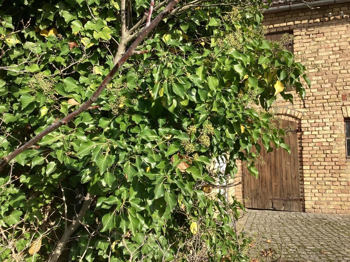 RehfeldeHaus Lies公寓 外观 照片
